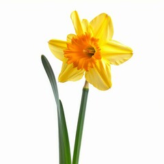 Vibrant yellow daffodil with orange corona blooming on white background, celebrating new beginnings and spring season