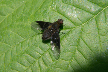fly on leaf