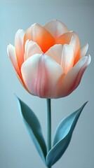 Dreamy soft-focus photo of an orange tulip with pearlescent colors against a white background, delicate petals and muted pastel tones for greeting cards, wallpapers, digital art projects, floral ads