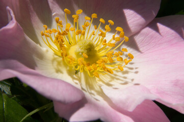 close up of pink and yellow flower