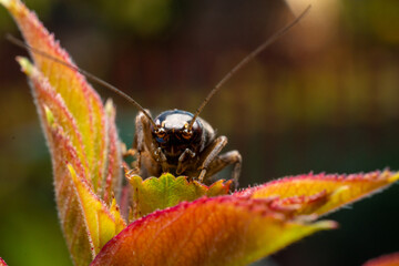 grasshopper on a flower