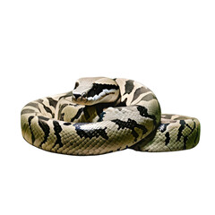 Obraz premium close up of a snake isolated on a transparent background