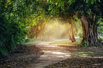 Fairytale forest with beautiful rays of sun