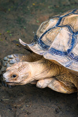 Obraz premium Giant tortoise walking on the damp ground.