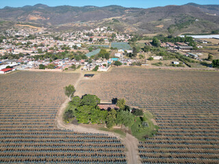 View of a house surrounded by trees in the middle of a field in Jalisco