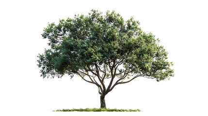 Tree isolated on a white background. 3d rendering,