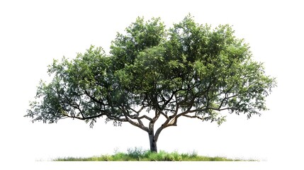 Fototapeta premium Tree isolated on a white background. 3d rendering,