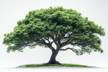 Obraz premium Lush green tree stands tall on grassy ground