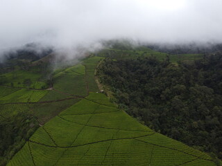 The panoramic beauty of the black tea plantation area, Kaligua Paguyangan tourist attraction, Brebes Regency, CENTRAL JAVA INDONESIA
