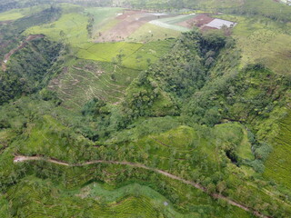 The panoramic beauty of the black tea plantation area, Kaligua Paguyangan tourist attraction, Brebes Regency, CENTRAL JAVA INDONESIA
