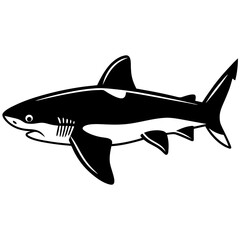 shark illustration