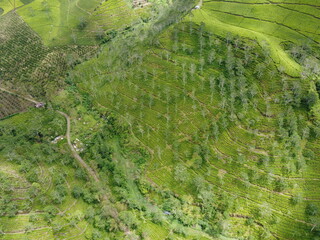 The panoramic beauty of the black tea plantation area, Kaligua Paguyangan tourist attraction, Brebes Regency, CENTRAL JAVA INDONESIA
