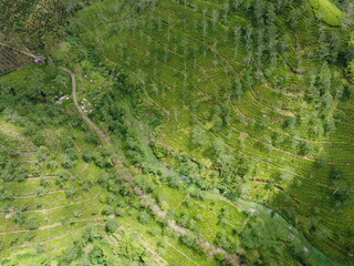 The panoramic beauty of the black tea plantation area, Kaligua Paguyangan tourist attraction, Brebes Regency, CENTRAL JAVA INDONESIA
