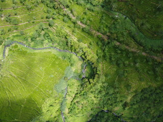 The panoramic beauty of the black tea plantation area, Kaligua Paguyangan tourist attraction, Brebes Regency, CENTRAL JAVA INDONESIA
