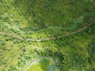 The panoramic beauty of the black tea plantation area, Kaligua Paguyangan tourist attraction, Brebes Regency, CENTRAL JAVA INDONESIA
