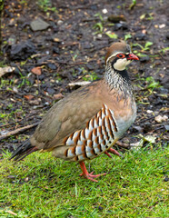 Red legged partridge in an English garden.