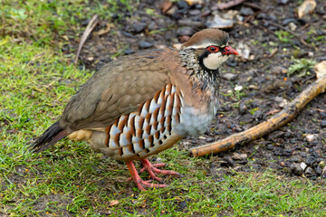 Red legged partridge in an English garden.