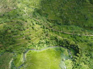 The panoramic beauty of the black tea plantation area, Kaligua Paguyangan tourist attraction, Brebes Regency, CENTRAL JAVA INDONESIA
