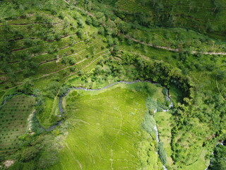 The panoramic beauty of the black tea plantation area, Kaligua Paguyangan tourist attraction, Brebes Regency, CENTRAL JAVA INDONESIA
