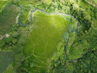 The panoramic beauty of the black tea plantation area, Kaligua Paguyangan tourist attraction, Brebes Regency, CENTRAL JAVA INDONESIA
