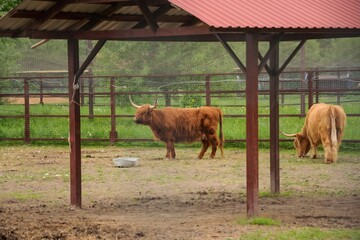 Scottish cows on a farm