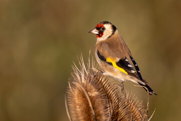 Bunter Stieglitz sitzt  auf stacheliger Weber-Karde
