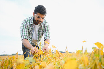 The concept of agriculture. An Indian farmer or agronomist inspects the soybean crop in a field