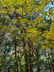 autumn in the forest