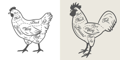 Different cuts of poultry meat. Chicken and rooster parts. Vector illustration for meat market. Vintage poultry cuts butcher diagram. Butchering menu infographic.