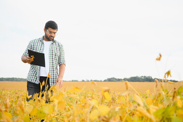 Fototapeta premium The concept of agriculture. An Indian farmer or agronomist inspects the soybean crop in a field