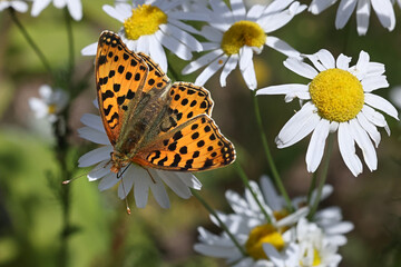 Queen of Spain fritillary, Issoria lathonia, butterfly from Finland © Henri Koskinen