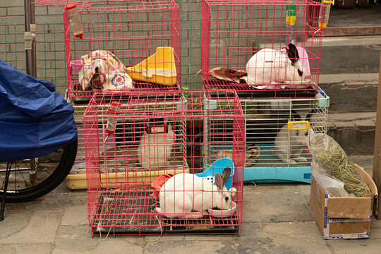Conejos en jaulas para vender.