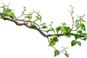 Twisted wild vine ivy planted on isolated branches