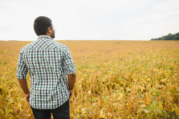 The concept of agriculture. An Indian farmer or agronomist inspects the soybean crop in a field