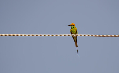 Asian green bee-eater sitting on a eletric wire 