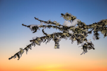 Fototapeta premium A branch covered in frost and snow, with a beautiful blue sky in the background