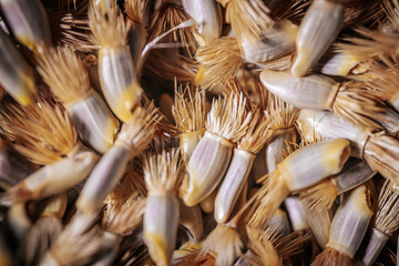 A macro shot of cornflower seeds displaying their unique, bristled texture and beige-to-gray tones, ideal for agricultural and botanical themes.