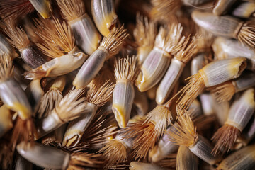 A macro shot of cornflower seeds displaying their unique, bristled texture and beige-to-gray tones,...