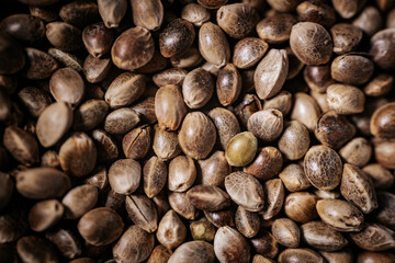 A close-up view of hemp seeds showcasing their natural textures and earthy tones. The seeds are tightly packed, emphasizing their unique patterns and organic appeal.