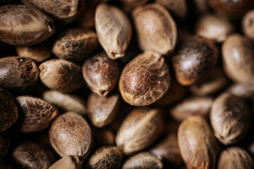 A close-up view of hemp seeds showcasing their natural textures and earthy tones. The seeds are tightly packed, emphasizing their unique patterns and organic appeal.