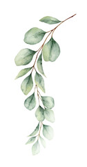 Watercolor vector branch with green eucalyptus leaves. Greenery clipart for wedding invitation, greeting cards, save the date, stationery design. Hand drawn illustration. © ElenaMedvedeva