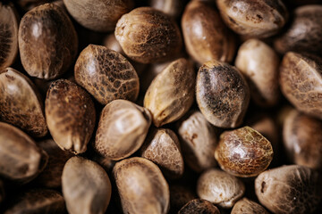 A close-up view of hemp seeds showcasing their natural textures and earthy tones. The seeds are tightly packed, emphasizing their unique patterns and organic appeal.
