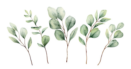 Watercolor vector set with green eucalyptus branches. Greenery clipart for wedding invitation, greeting cards, save the date, stationery design. Hand drawn illustration. © ElenaMedvedeva
