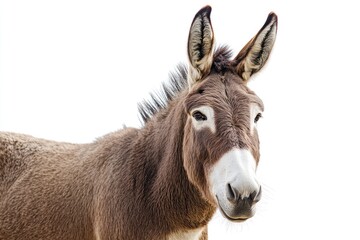 A brown donkey portrait against a white background