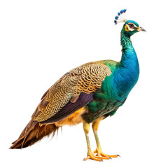 Obraz premium Peafowl isolated on transparent background 