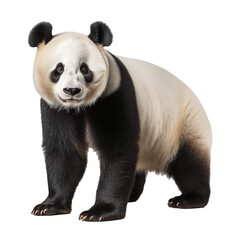 Obraz premium panda full body