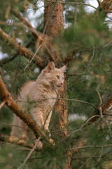 A curious and fluffy ginger kitten exploring outdoors climbing the pine tree