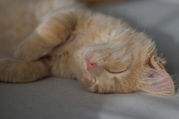 4 months old charming and charismatic ginger kitten lying and sleeping on the sofa. Domestic animal concept.