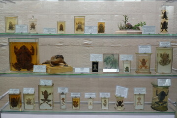 Russia, Saint Petersburg - 05.01.2025 Zoological Museum