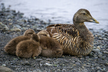 duck and ducklings in Iceland at the Diamond beach and Jokulsarlon